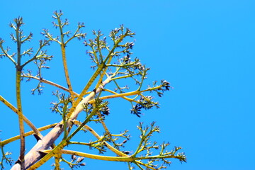 tree summer greece clear blue sky