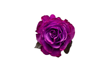 Purple rose isolated on a white background.