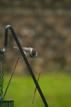 Black Capped Chickadee - Summer backyard birds, selective focus