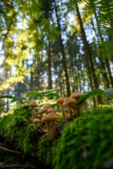 mushroom in the forest