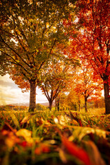 autumn in the park - obrazy, fototapety, plakaty