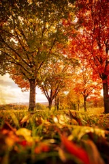 Foto op Canvas autumn in the park © Jonas Baechler