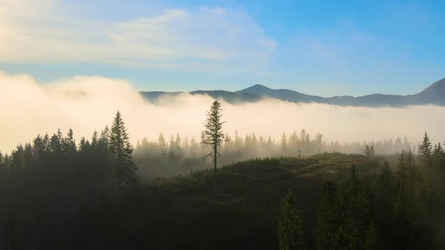 Aerial view of dark green pine trees in spruce forest with sunrise rays shining through branches in foggy fall mountains.
