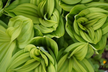 Fototapeta premium Green plants background