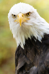 Obraz premium Bald Eagle
