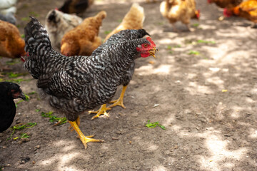 Chicken feeding on traditional rural barnyard. Hens on barn yard in eco farm. Free range poultry farming concept.