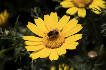 Abeja posada sobre una margarita amarilla.
