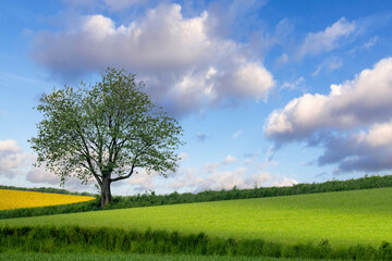 Fototapeta na wymiar A solitary tree in the countryside.