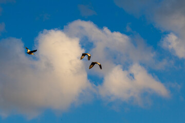 birds in flight
