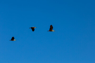 birds in the sky