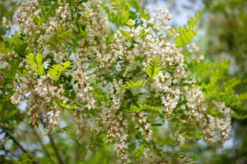 Acacia tree blooming in the spring. Flowers branch with a green background. Abundant flowering. Source of nectar for tender fragrant honey.