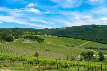 Fototapeta na wymiar Fields of vineyards in the Florentine countryside Chianti wine production