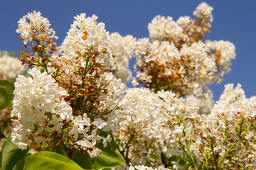 a branch of a shrub with lilac flowers in the garden