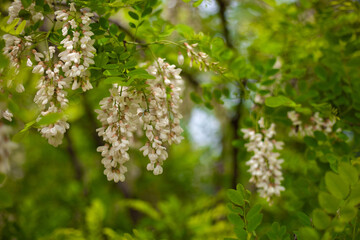 Acacia tree blooming in the spring. Flowers branch with a green background. Abundant flowering. Source of nectar for tender fragrant honey.