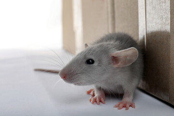 Small grey rat near cardboard box on white background, closeup