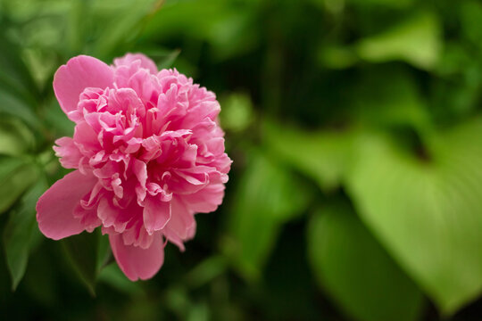 pink peony flower on a blurry green background