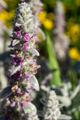 A closeup of a unique flower