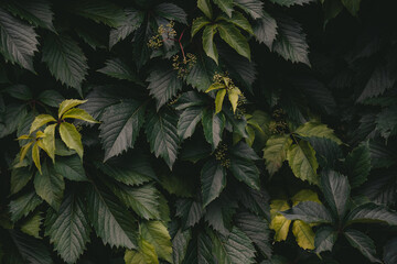 Blooming of Leaves Of Creeper Plant wild grape vine. Pattern of green leaves of decorative grapes. Young grape vine leaves covering the wall. Natural green background from young green leaves.