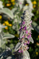 A closeup of a unique flower