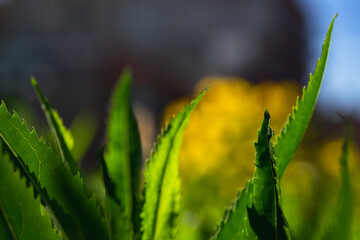 grass in the morning