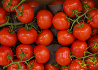 Full frame background of bright red tomatoes on green vine stalks