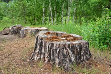 tree stumps in the forest on the forest and birch trees background