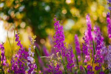 wild purple flowers in summer