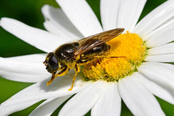 Korbblütler-Erzschwebfliege (Cheilosia canicularis) 
