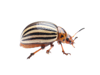 One colorado potato beetle isolated on white