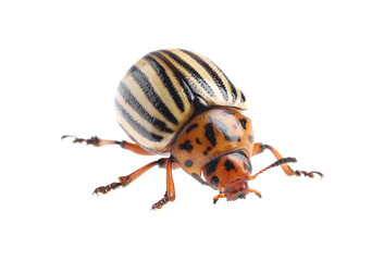 One colorado potato beetle isolated on white