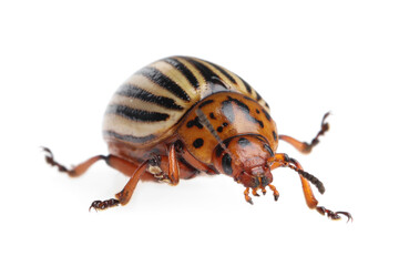 One colorado potato beetle isolated on white