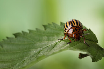 Fototapeta premium Colorado potato beetle on green leaf against blurred background, closeup. Space for text