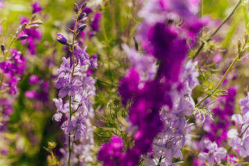 wild purple flowers in summer