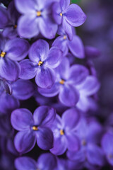 Bright purple lilac background. Dark moody macrophotography. Blossoming spring flowers wallpaper. Beautiful seasonal floral closeup. Copy space. Atmospheric photo.