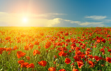 Red flowers poppies n the rays of the sun   in the field 