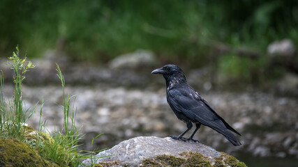 bird, natur, tier, wild lebende tiere, krähe, black, wild, schnabel, rabe, 