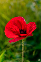 Fototapeta premium Klatschmohn Papaver rhoeas Mohnblume Herz Form Liebe Blütenblatt Klatschrose Blüte rot intensiv Nahaufnahme Makro transparent Gegenlicht durchscheinend Wiese grün Symbol Frühling Sommer Sonne Farbe