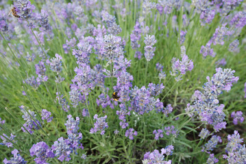 Obraz premium Lavender flowers in the countryside