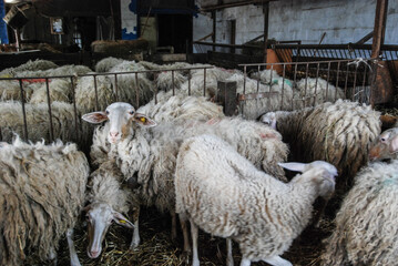 Milk sheep in a stable