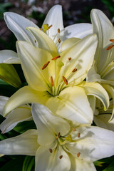 White Lily close-up