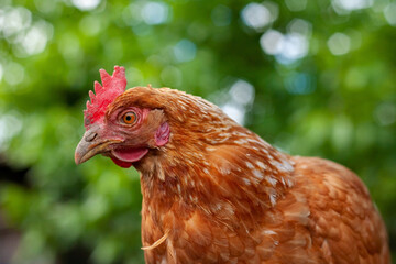 Brown hen Chicken on farm portrait. Rustic theme.