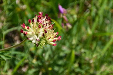 colourful flowers in the italian countryside