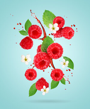Raspberry Ruffles Background