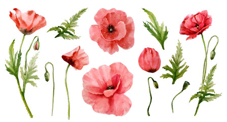 Set of watercolor red poppies. Hand-drawn floral illustration. Red wildflowers isolated on a white background.