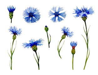 Set of watercolor blue cornflowers. Hand-drawn floral illustration. Blue wildflowers isolated on a white background.