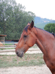 Horse in the fence of a farm