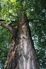 Grande fusto rugoso di albero secolare