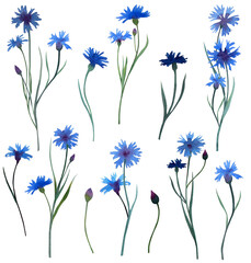 Set of small bouquets of blue cornflowers isolated on a white background. Watercolor illustration