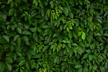 A wall of green leaves of wild grapes. Pattern of green leaves of decorative grapes. Summer nature background. Fresh green leaves covering the wall. Natural background from young leaves.