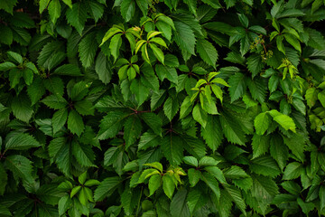 A wall of green leaves of wild grapes. Pattern of green leaves of decorative grapes. Summer nature background. Fresh green leaves covering the wall. Natural background from young leaves.